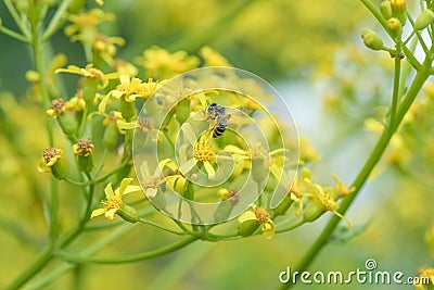 Golden ragwort Senecio doria, star-like yellow flowers with honeybee Stock Photo